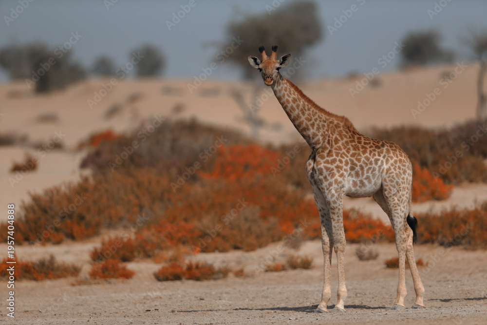 Fototapeta premium A majestic young giraffe stands alert in a vast desert landscape, surrounded by orange scrub bushes and rolling sand dunes.