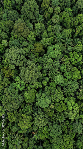 An aerial view of a vibrant...