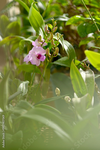 Closeup shots of beautiful and diverse orchids, grown and blooming at home