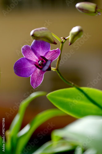 Closeup shots of beautiful and diverse orchids, grown and blooming at home
