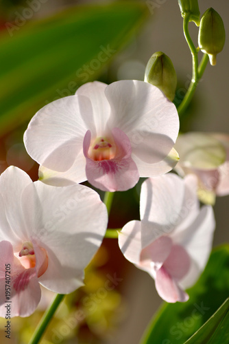 Closeup shots of beautiful and diverse orchids, grown and blooming at home