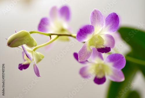 Closeup shots of beautiful and diverse orchids, grown and blooming at home