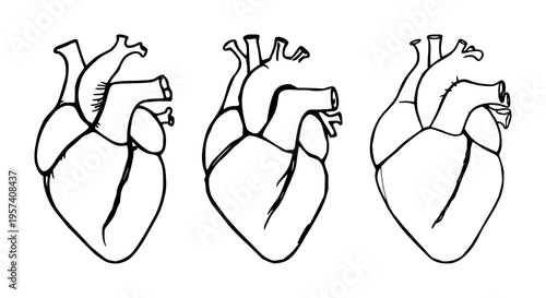 Abstract line art of a human heart, anatomical minimalist style, black ink, white background. set with simple line art design featuring sketches, drawings, vector graphics with minimalist and simpl...