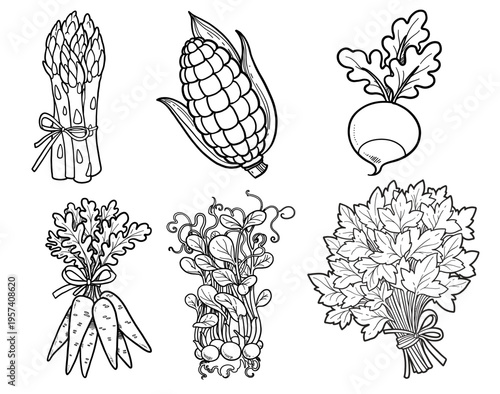 Bunch of fresh juicy asparagus tied with a ribbon, corn, pea sprouts, parsley, carrots, radishes linear drawing on white background