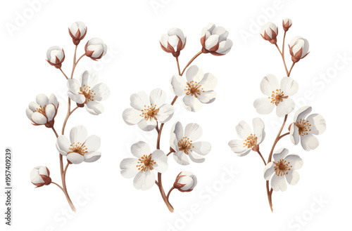 Watercolor white cherry blossom branch with buds in soft hand painted botanical style.
