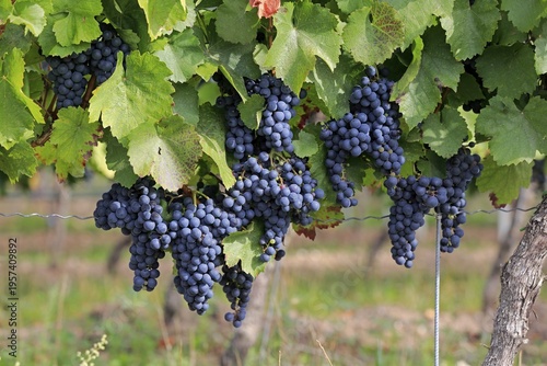 Grape vine (Vitis vinifera), Cabernet Sauvignon, with grapes, in late summer, fruit, fruits, grapes, shortly in front of harvest, in front of harvest, Ellerstadt, Rhineland-Palatinate, Germany