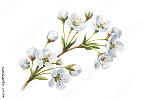 Watercolor white cherry blossom branch with buds in soft hand painted botanical style.
