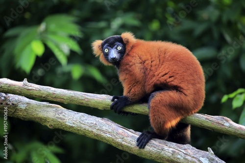 Red ruffed lemur (Varecia rubra), adult on tree, captive, incidence Madagascar