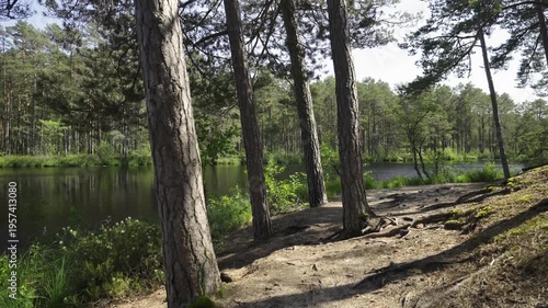 Forest lake with reflection in summer. Green grass on the shore and lilies in the water. Tall pines are reflected in the water.