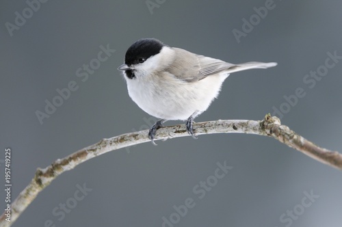 Marsh Tit (Poecile palustris, formerly Parus palustris) perched on a branch