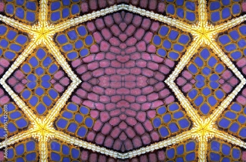 PHOTOMONTURE, Graphic structure on underside of Red Pillow Starfish (Halithyle regularis), Indian Ocean, Wakatobi Island, Tukangbesi Archipelago, Wakatobi National Park, UNESCO World Heritage Site, Southeast Sulawesi, Indonesia