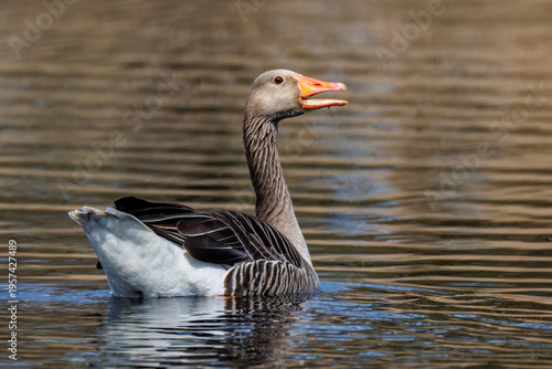 Graugans (Anser anser)