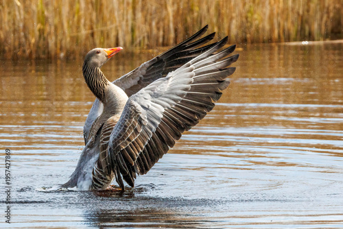 Graugans (Anser anser)