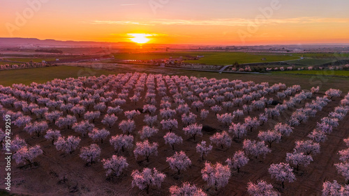 Photos Aerial landscape of blooming fruit tree orchards at sunrise in Lleida province, Catalonia, Spain