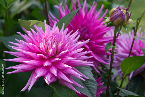 Pink cactus Dahlia Close-up Garden
