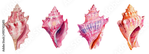 Four watercolor conch shells stand vertically, showcasing a beautiful array of pink and orange tones against a pure white background, illustrating marine life