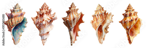 Collection of various colorful murex seashells and conch shells creating a vibrant watercolor illustration, showcasing aquatic beauty and marine life