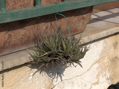 Cuadro en lienzo Pianta di Tillandsia appesa con filo su muro e ringhiera di ferro