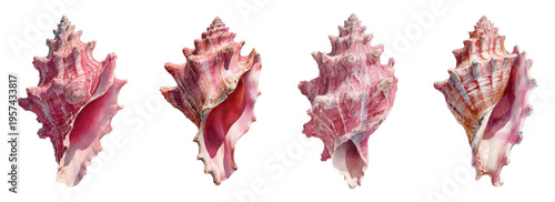 Collection of pink murex seashells with intricate spiral forms and pointed spires, reflecting natural beauty and the wonders of marine life, isolated against a white background