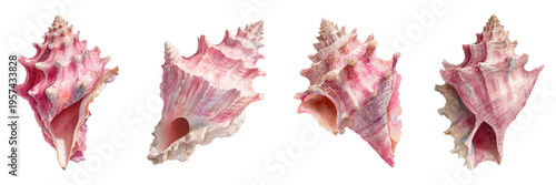 Pink spiky sea mollusk shells displaying intricate swirling patterns and textured surfaces, representing marine life, ocean ecosystems, and beach decor on a white background