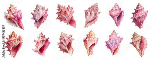 Watercolor collection of various pink seashells, capturing vibrant marine beauty and a sense of tropical beach vacation, summer, and ocean life