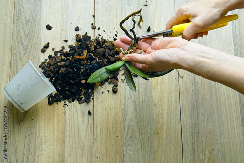 Photography Hands trimming the roots of a small phalaenopsis with yellow scissors above bark substrate on a wooden floor