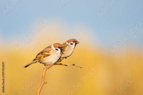 Foto Pair of Eurasian Tree Sparrows Perched on Branch in Golden Sunlight