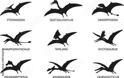 nine flying pterosaurs vector illustration, flat design