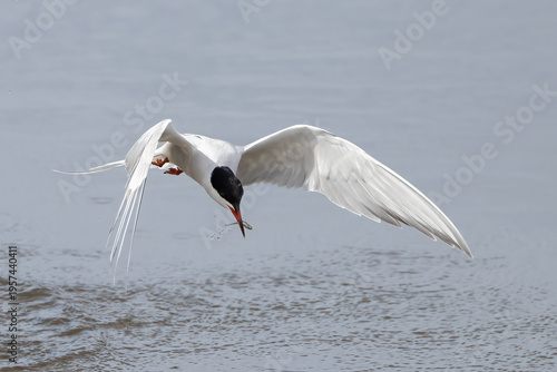 common tern