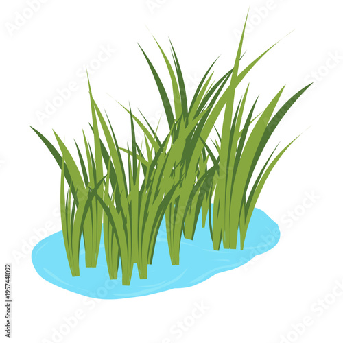 Illustration of green grass growing in water. Green grass vector. Flat design of grass and water. Green grass on clear water