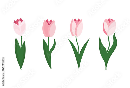 Pink tulips isolated on white background.Vector design