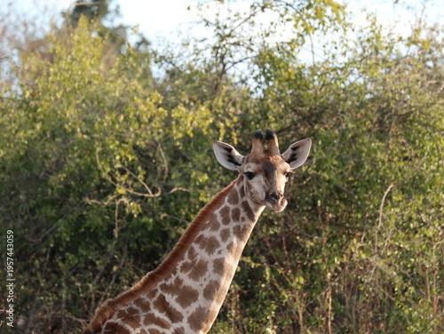 Canvas Print giraffe in the wild
