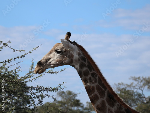 Photography giraffe in the wild