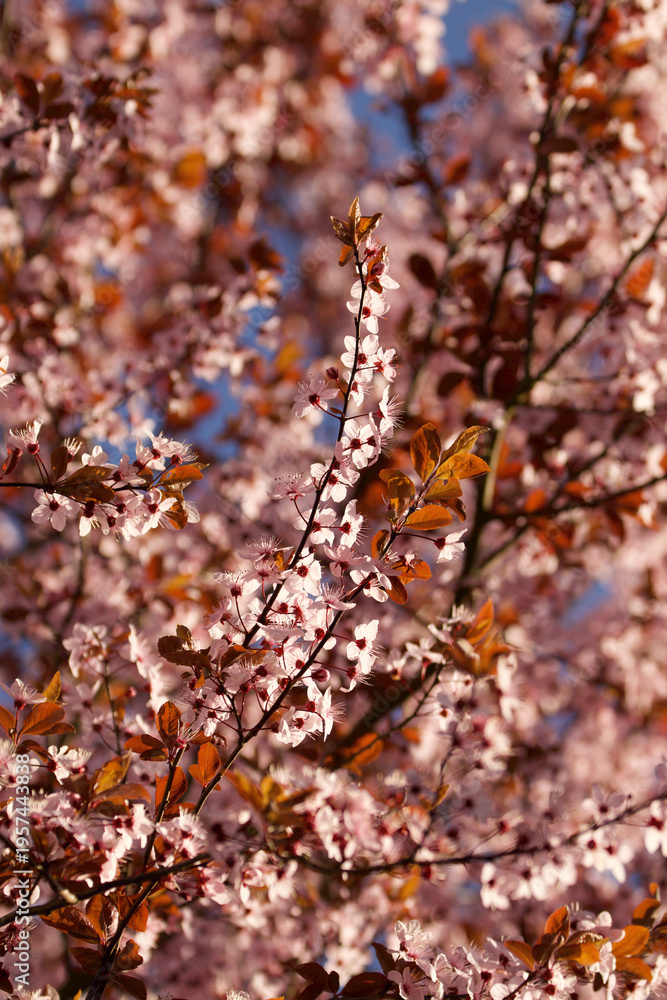 Naklejka premium Plum blossom
