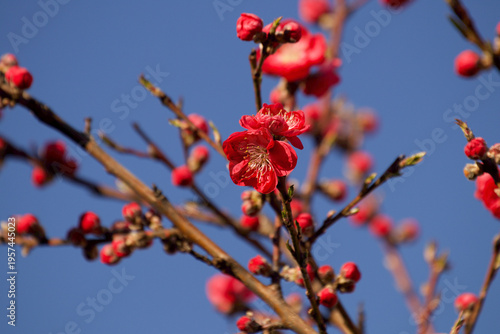 Red peach blossom