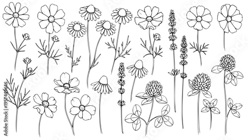 Hand-drawn Botanical Vector Illustration Set of Various Wildflowers and Herbs Design Elements. Artistic Graphic Collection Featuring Cosmos, Chamomile, Lavender, and Clover Plants Suitable for Nature-
