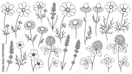 Hand drawn botanical vector illustration set showcasing a beautiful collection of various wildflowers including chamomile, cosmos, lavender, poppy, and clover on a clean white background