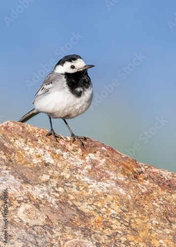 white wagtail