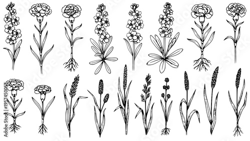 Hand drawn botanical vector illustration collection showcasing various flowers, cultivated plants, wheat, and diverse grass elements in a vintage garden sketch outline art style