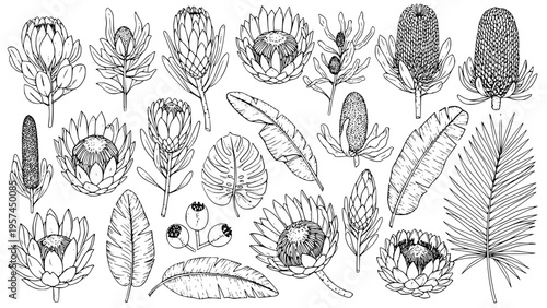 Exotic tropical botanical illustration set featuring hand-drawn Protea, Banksia, and various leaves. This vector graphic design collection is perfect for creating unique patterns, prints, and natural 