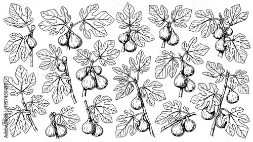 Seamless botanical vector pattern illustration featuring detailed black and white hand drawn sketches of ripe fig fruit branches with large lobed leaves for natural food design.