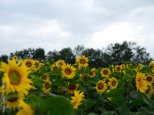 Vibrant sunflower field with shallow depth of field in summer