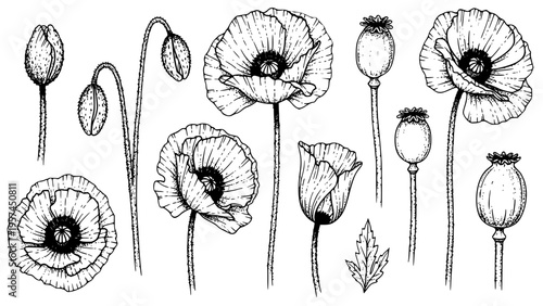 Detailed Botanical Vector Illustration Collection Featuring Various Stages of Poppy Flowers Including Open Blooms Unopened Buds Seed Pods And Distinct Leaves For Design