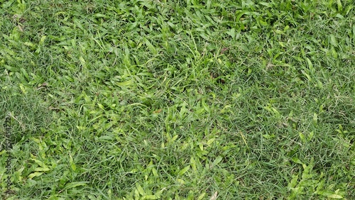 A close up view of a lush green grassy field or lawn surface