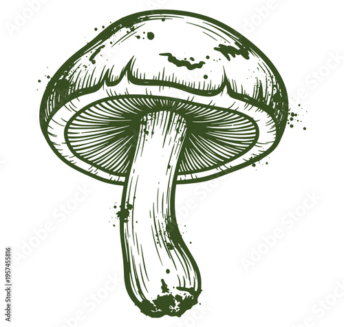 A green line drawing of a mushroom with a large cap and stem on white