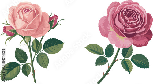 Beautiful pink rose flowers and buds vector illustration with detailed leaves botanical design isolated on white background elegant floral art