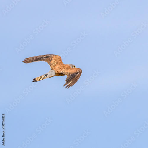 common kestrel
