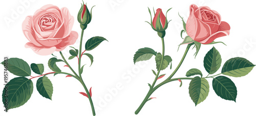 Soft pink rose flowers with buds vector illustration detailed leaves botanical design isolated on white background elegant floral composition