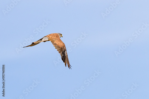 common kestrel