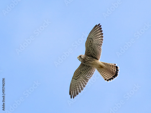 common kestrel